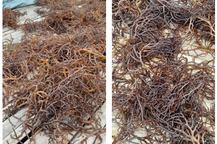 seaweed-supplier